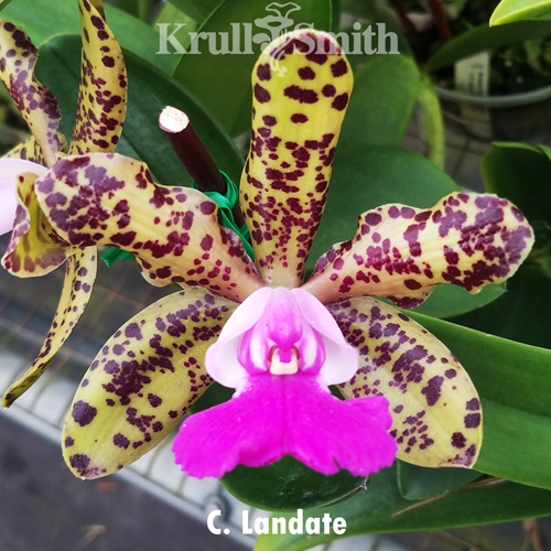 Cattleya Landate