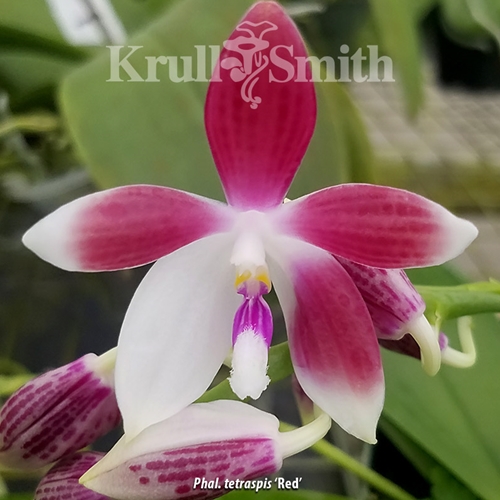 Phal. tetraspis (Red)