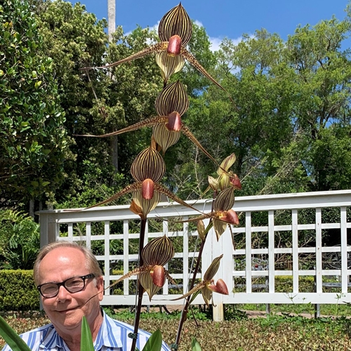 Paphiopedilum rothschildianum ('Jordon Winter', FCC/AOS x 'Krull-Smith', FCC/AOS)