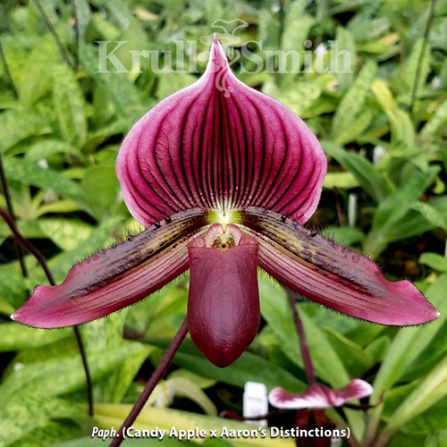 Paphiopedilum Candy Apple 'Ching Hua' x Aaron's Distinctions