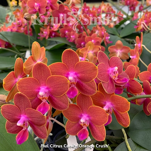 Phal. Citrus Candy 'Orange Crush'