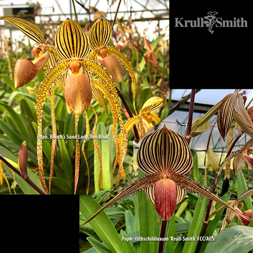 Paphiopedilum Shin-Yi Princess