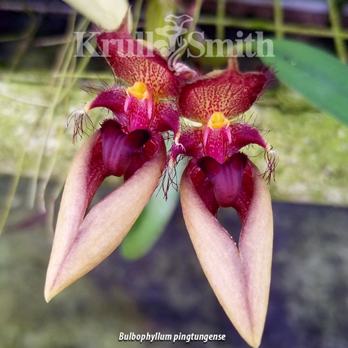 Bulbophyllum pingtungense