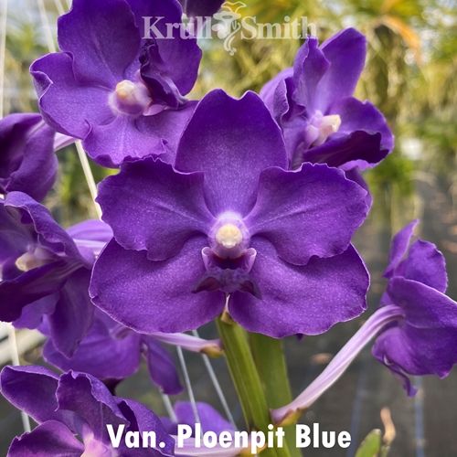 Van. Ploenpit Blue 'Royal Sapphire' AM/AOS