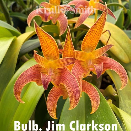 Bulbophyllum Jim Clarkson