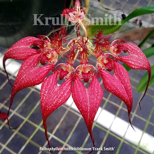 Bulbophyllum rothschildianum 'Frank Smith'