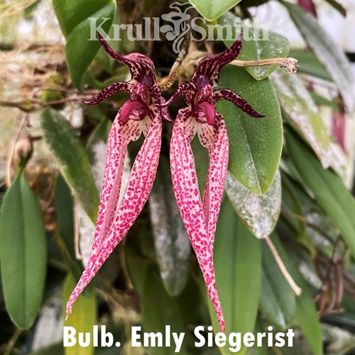 Bulbophyllum Emly Siegerist