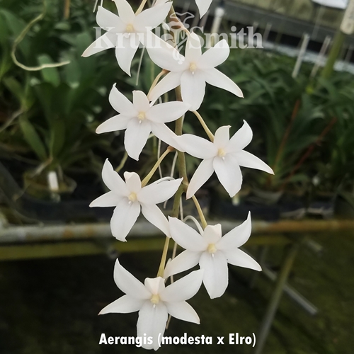 Aerangis modesta x Aerangis Elro