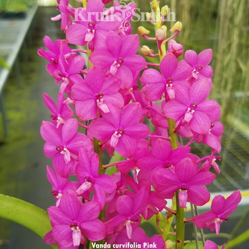 Vanda curvifolia f. franksmithiana