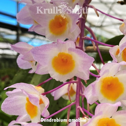 Dendrobium amabile
