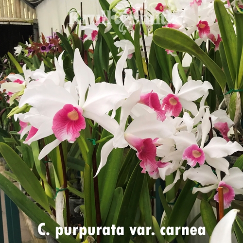 Cattleya purpurata var. carnea