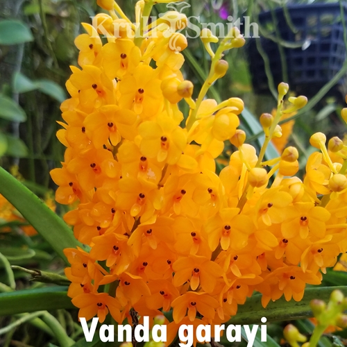 Vanda garayi