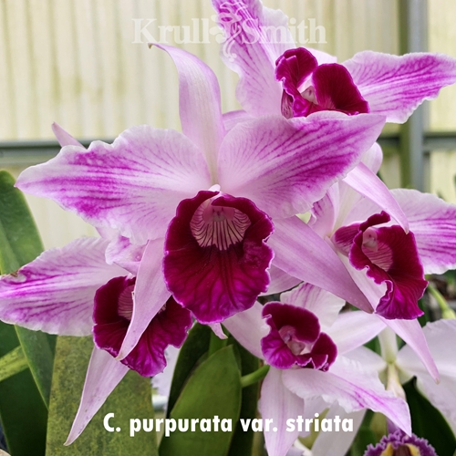 Cattleya purpurata var. striata