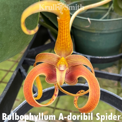 Bulbophyllum A-doribil Spider 'Mandarin Jewel' AM/AOS