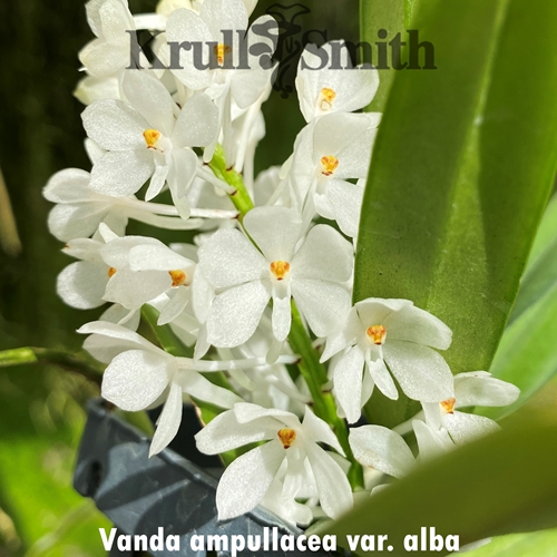 Vanda ampullacea var. alba