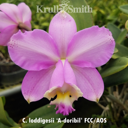 Cattleya loddigesii 'A-doribil' FCC/AOS