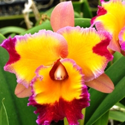 Rlc. Dick Smith 'Paradise'
