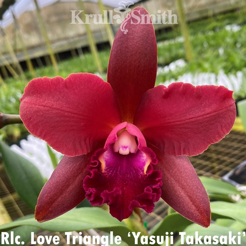 Rlc. Love Triangle 'Yasuji Takasaki'