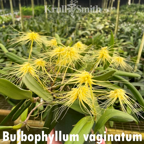 Bulbophyllum vaginatum