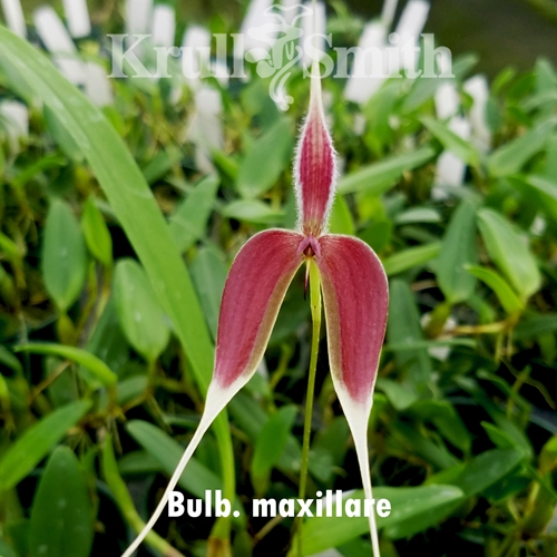 Bulbophyllum maxillare