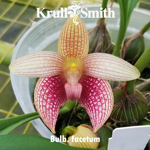 Bulbophyllum facetum