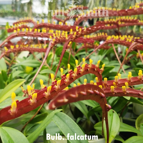 Bulbophyllum falcatum