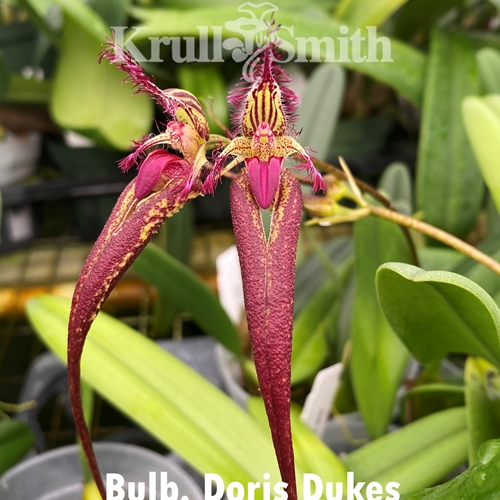 Bulbophyllum Doris Dukes