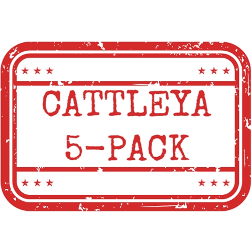 *Cattleya 5-Pack*