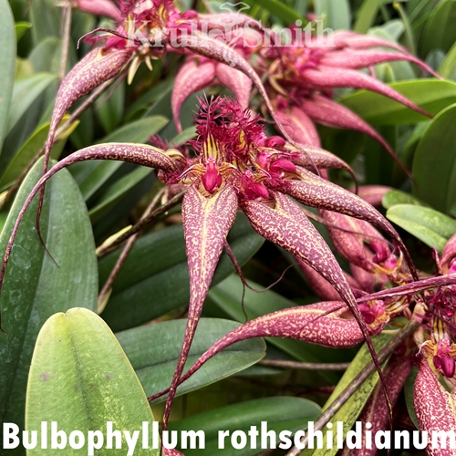 Bulbophyllum rothschildianum