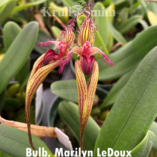 Bulbophyllum Marilyn LeDoux