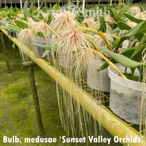 Bulbophyllum medusae 'Sunset Valley Orchids'