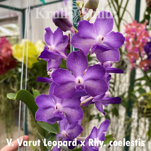 Vanda Varut Leopard x Rhy. coelestis