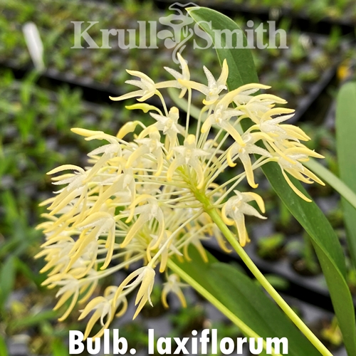 Bulbophyllum laxiflorum