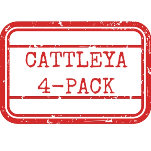 *Cattleya 4-Pack*
