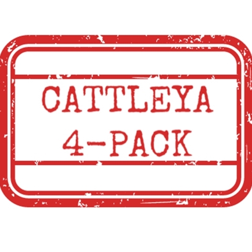 *Cattleya 4-Pack*