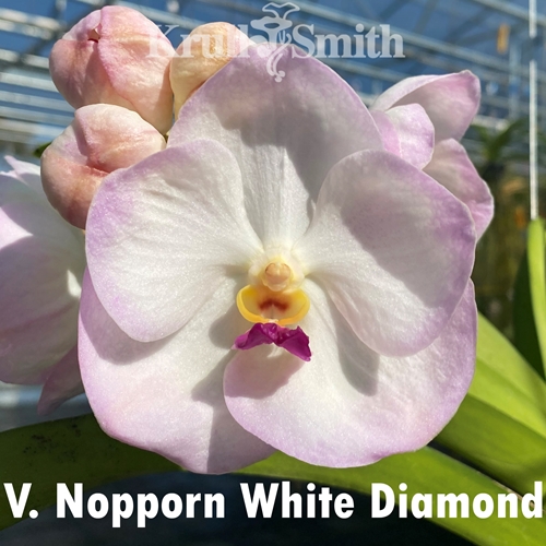 Vanda Nopporn White Diamond