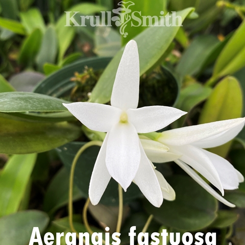 Aerangis fastuosa