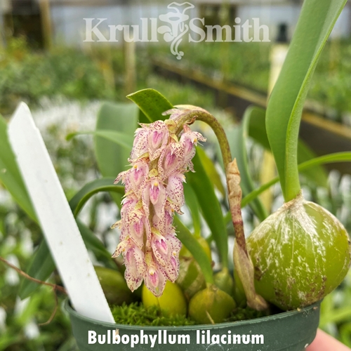 Bulbophyllum lilacinum