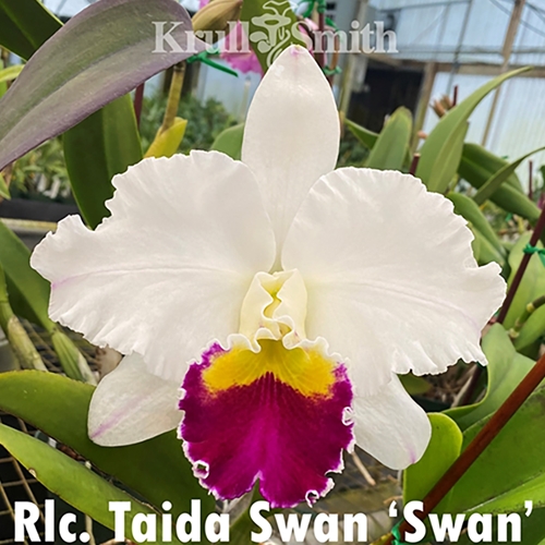 Krull-Smith - Rlc. Taida Swan 'Swan'