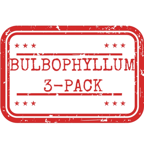 *Bulbophyllum 3-Pack*