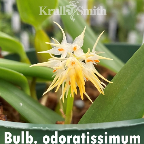 Bulbophyllum odoratissimum