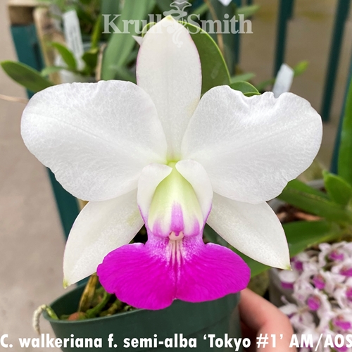 Cattleya walkeriana f. semi-alba 'Tokyo #1' AM/AOS