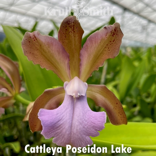 Cattleya Poseidon Lake