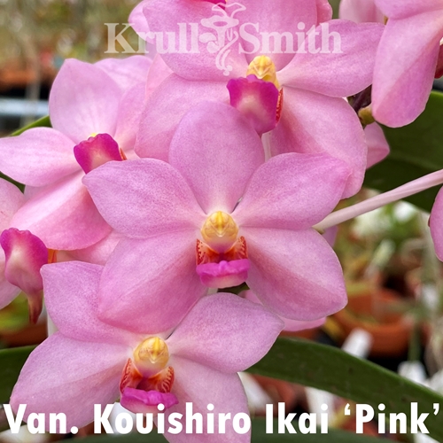 Van. Kouishiro Ikai 'Pink'