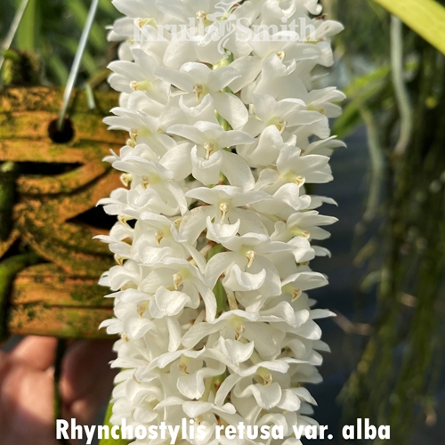 Rhynchostylis retusa var. alba