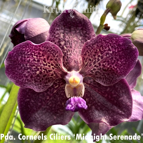 Pda. Corneels Cilliers 'Midnight Serenade'
