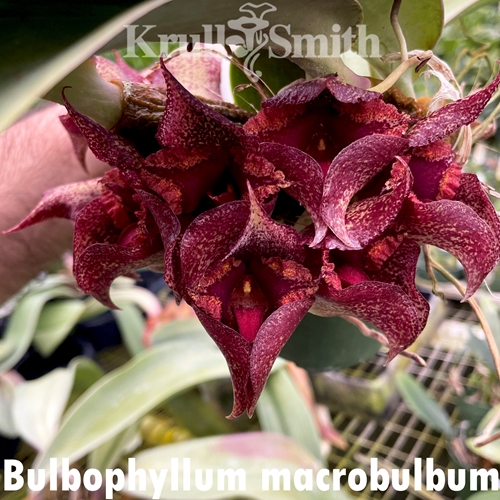 Bulbophyllum macrobulbum 'Magnifico' AM/AOS x self