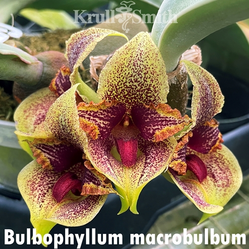 Bulb. macrobulbum 'Magnifico' AM/AOS x self
