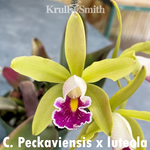 Cattleya Peckaviensis x luteola