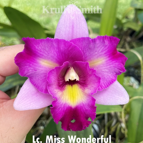 Lc. Miss Wonderful